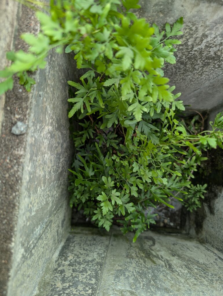 画像に alt 属性が指定されていません。ファイル名: PXL_20240716_040241677.MP_-771x1024.jpg